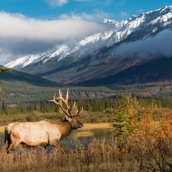 Wapiti, Jasper, Canada