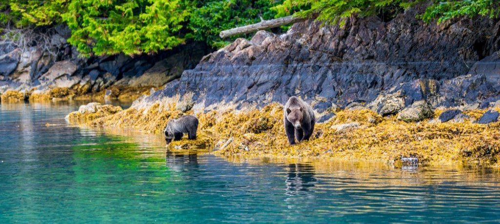 Great Bear Rainforest Knight Inlet