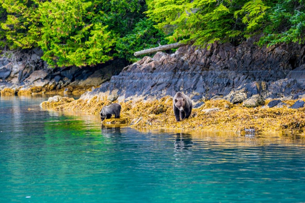 Great Bear Rainforest Knight Inlet