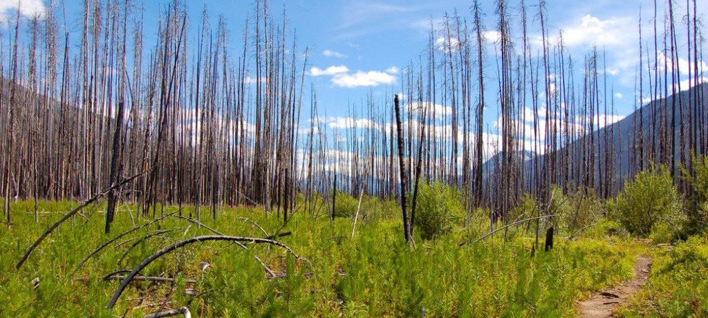 Fireweed Trail, Kootenay, Canada