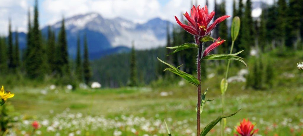 Mount Revelstoke, Canada