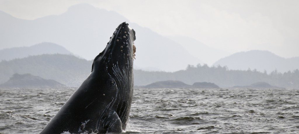 Pacific Rim, Canada