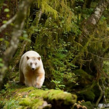 Geestbeer, Great Bear Rainforest