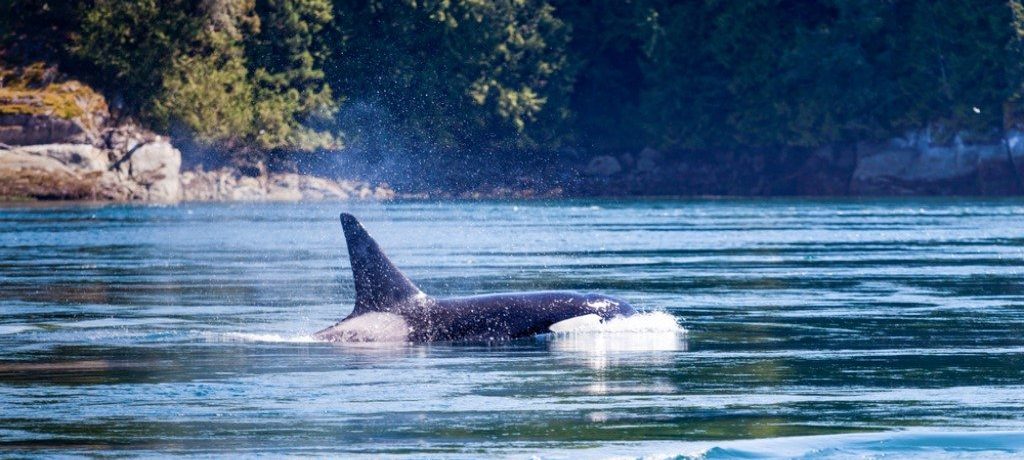 Robson Bight, Canada