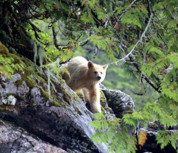 Kermodebeer Great Bear Forest