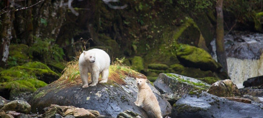 Foto: © Spirit Bear Lodge