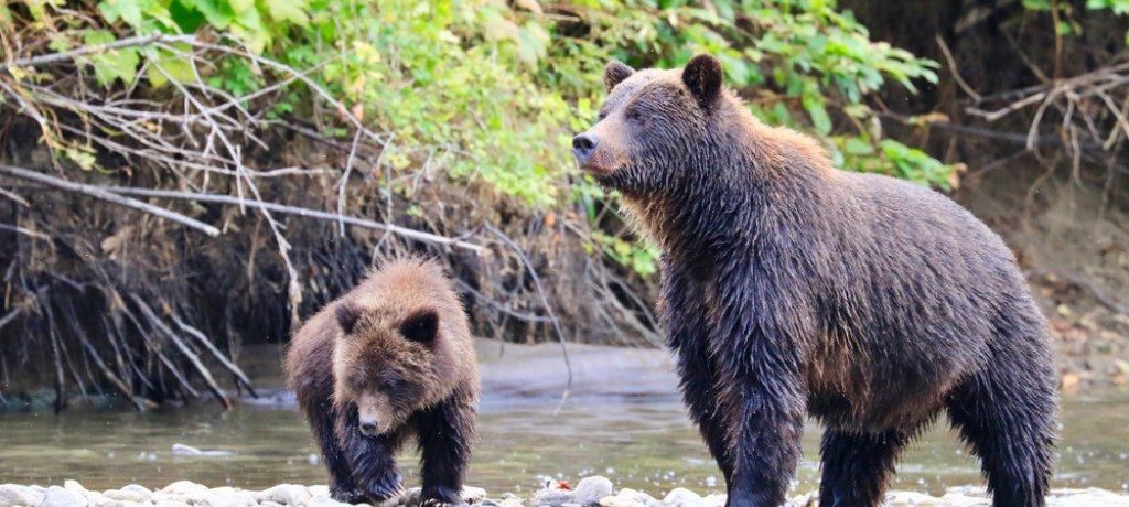 Grizzly beren, Tweedsmuir, Canada