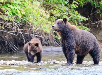 Grizzly beren, Tweedsmuir, Canada