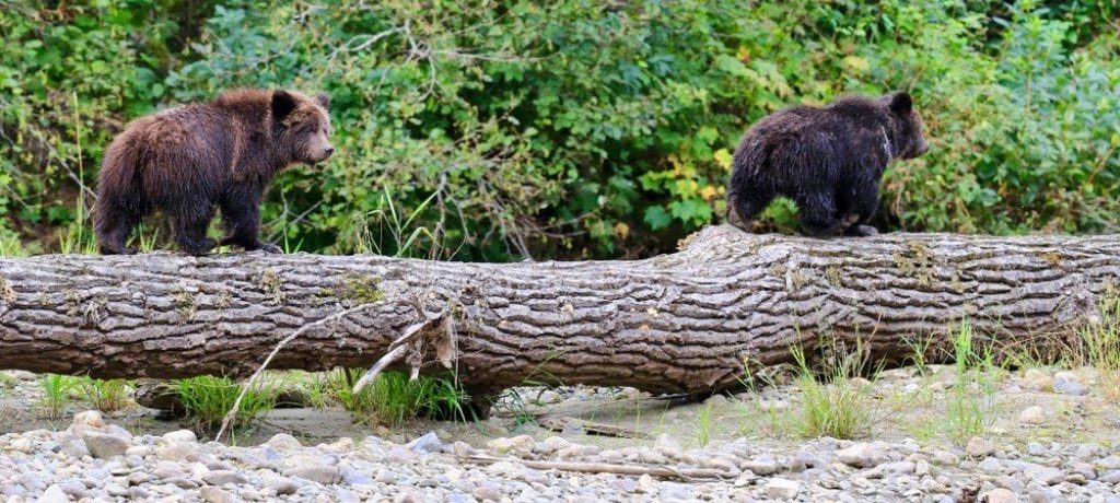 Grizzly beren, Tweedsmuir, Canada