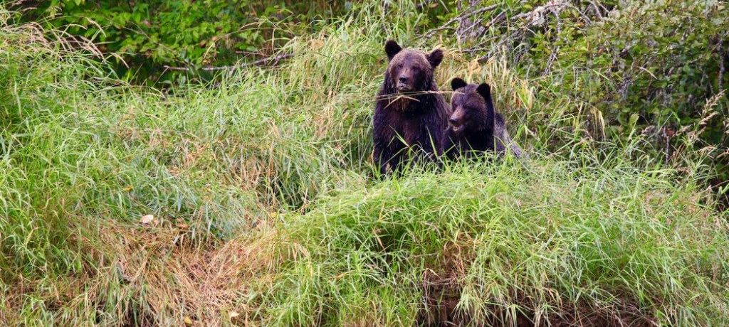 Grizzly beren, Tweedsmuir, Canada