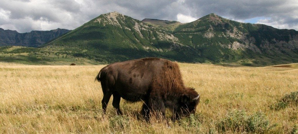 Bison Paddock, Waterton Lakes, Canada