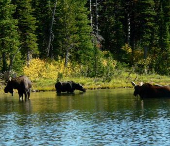 Bison Paddock, Waterton Lakes, Canada Bison Paddock, Waterton Lakes, Canada