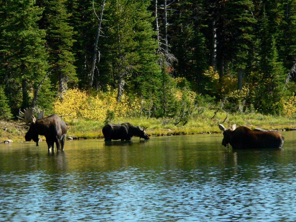 Bison Paddock, Waterton Lakes, Canada