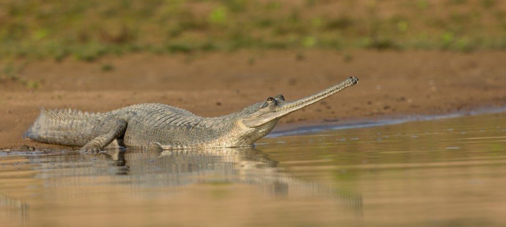 Chambal