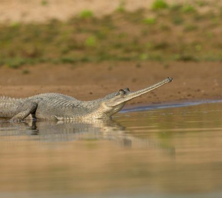 Chambal
