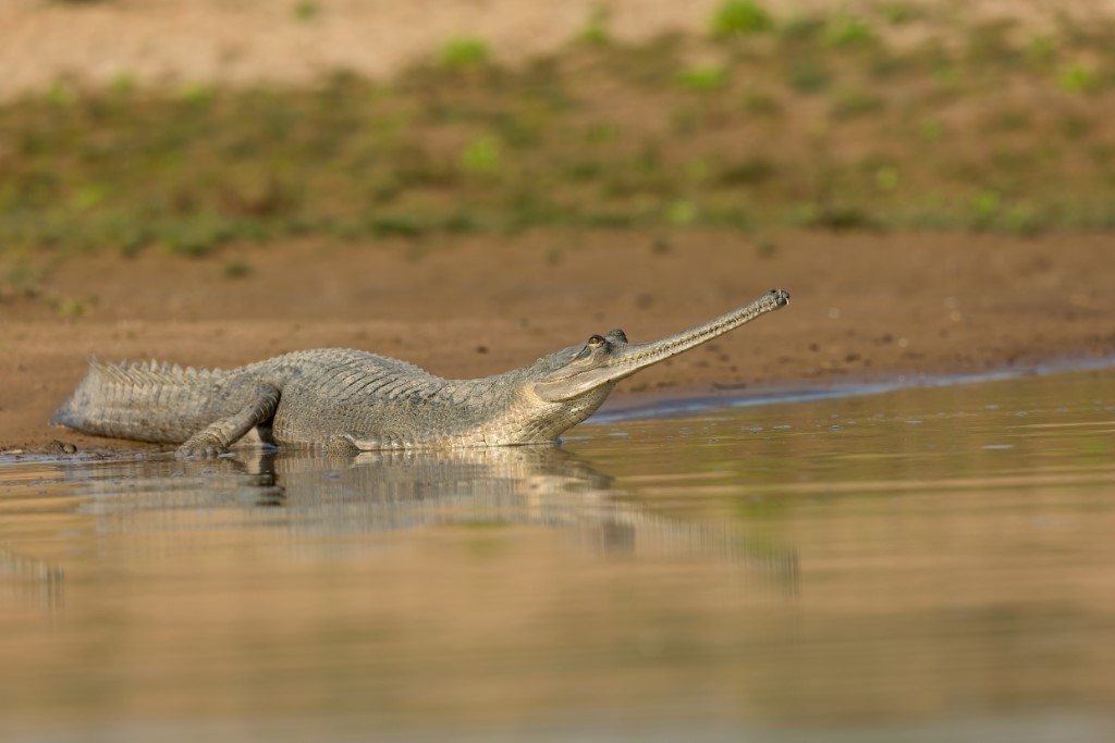Chambal