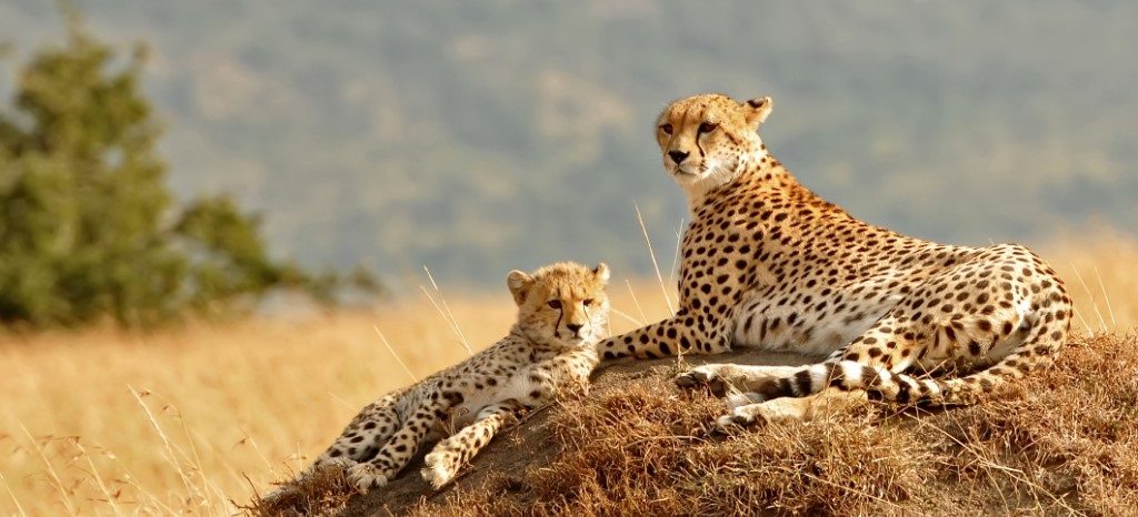 Kidepo Valley Cheeta