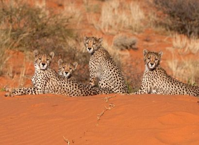 Cheetah Namibië