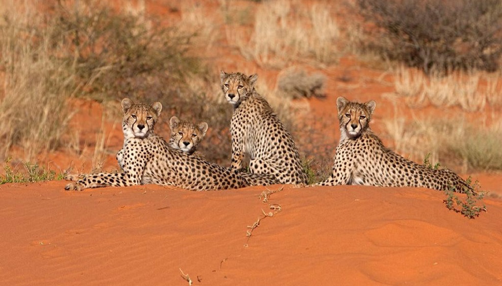 Cheetah Namibië