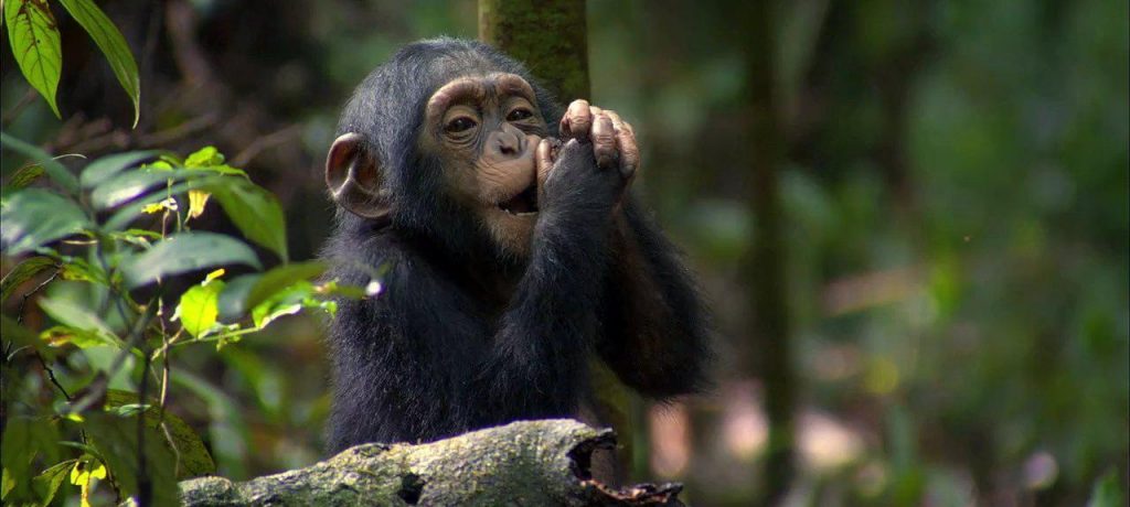 Chimpansee Habituation Experience