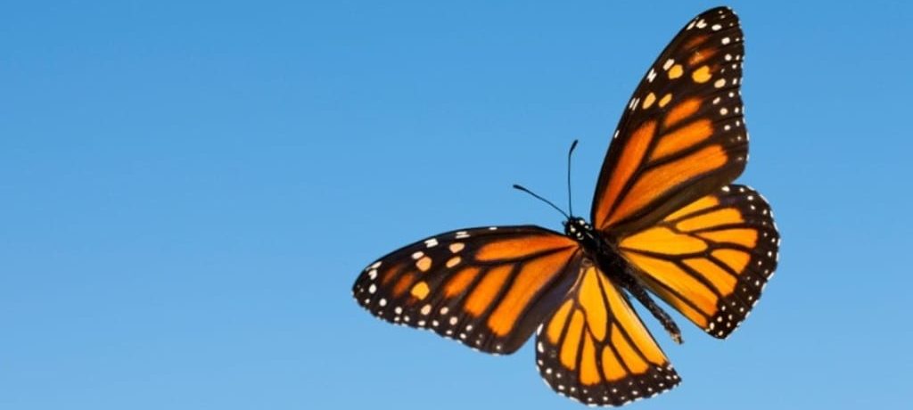 Chincua Butterfly Sanctuary - Astrid Frisc