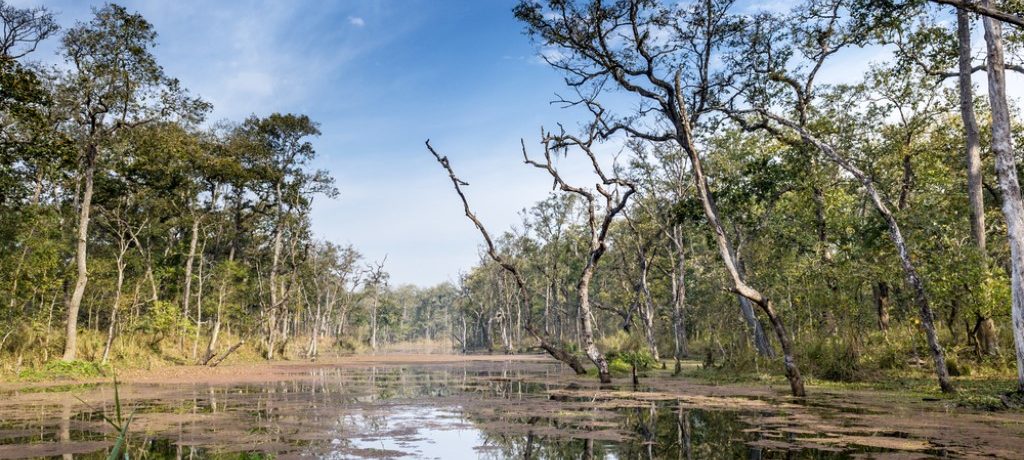 Jungle, Chitwan National Park, Nepal - Shutterstock