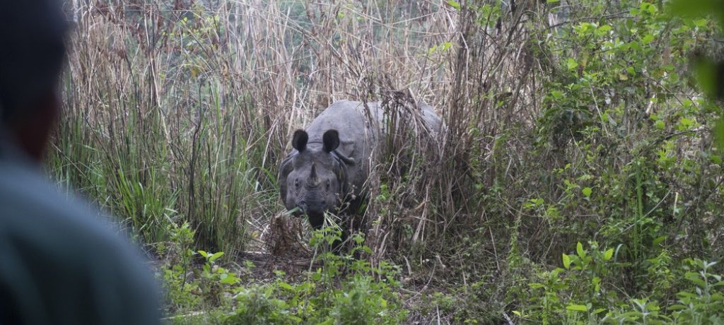 Chitwan National Park, Nepal