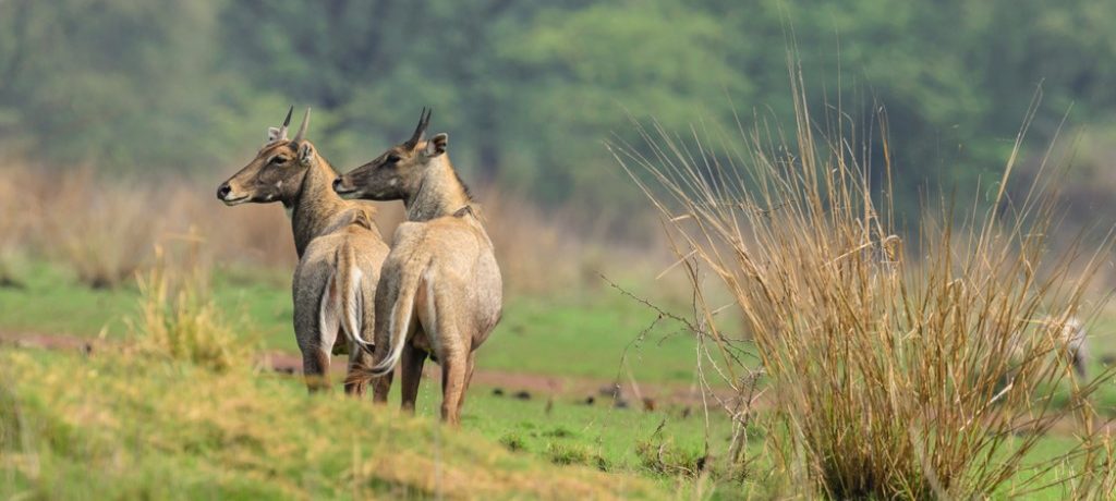 Chitwan National Park, Nepal