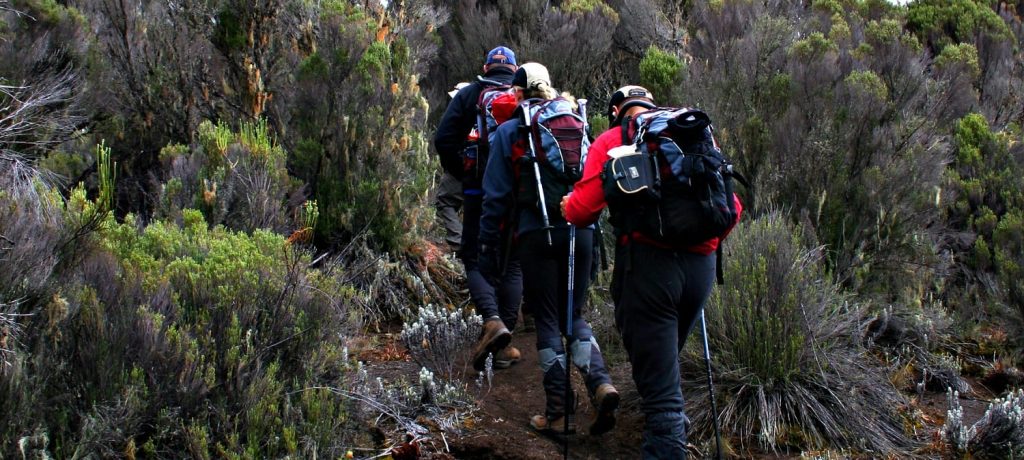 Kilimanjaro beklimmen via