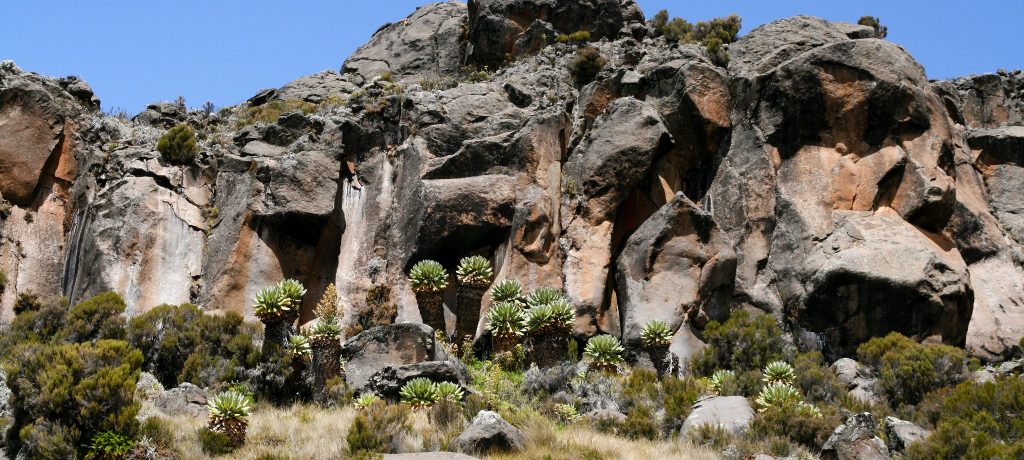 Zebra rock, Kilimanjaro beklimmen via Marangu Route