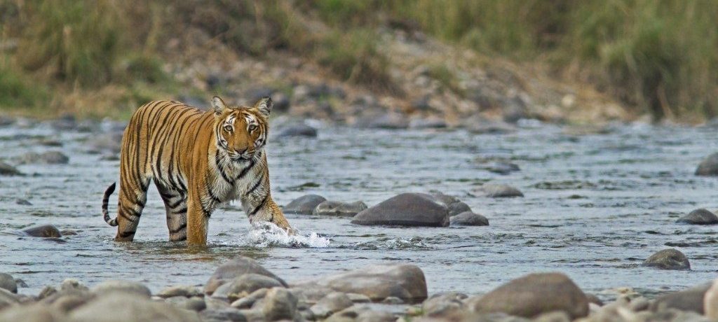 Tijger, Corbett National Park, India - Shutterstock Corbett