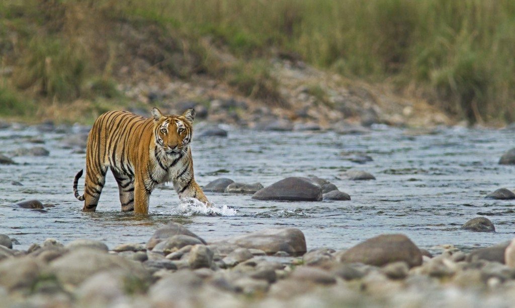 Corbett