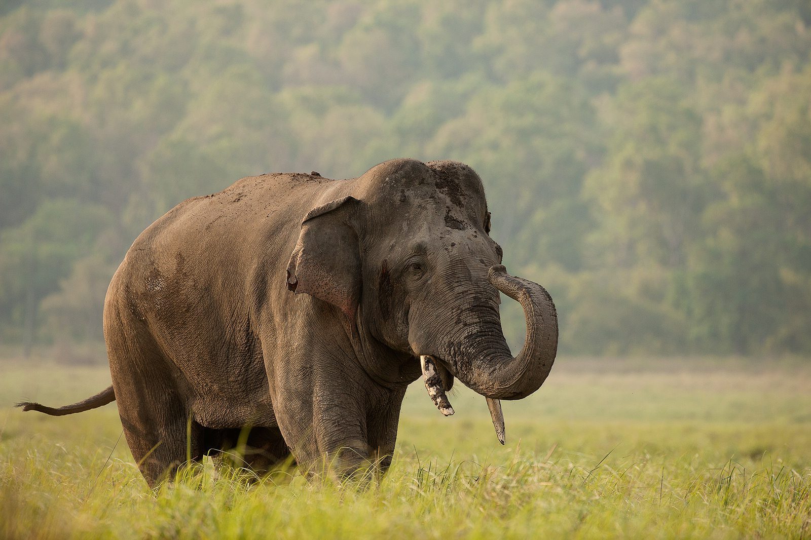 Corbett National Park