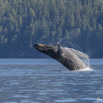 Bultrugwalvis, Canada
