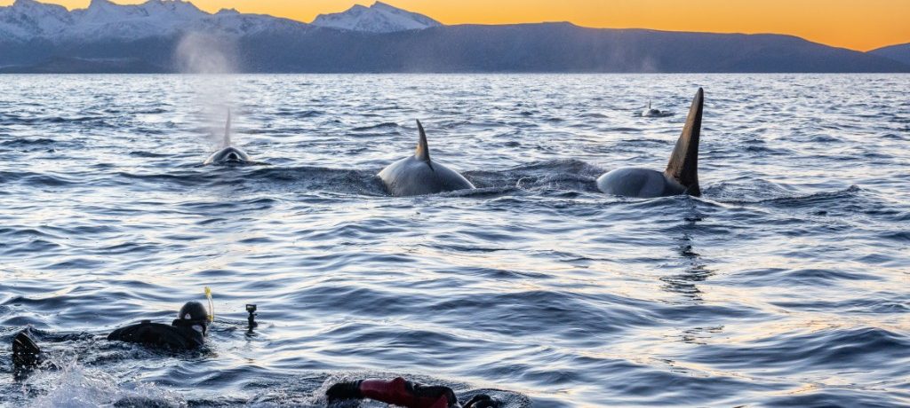 Expeditie cruise, Noorwegen Zwemmen met orka's