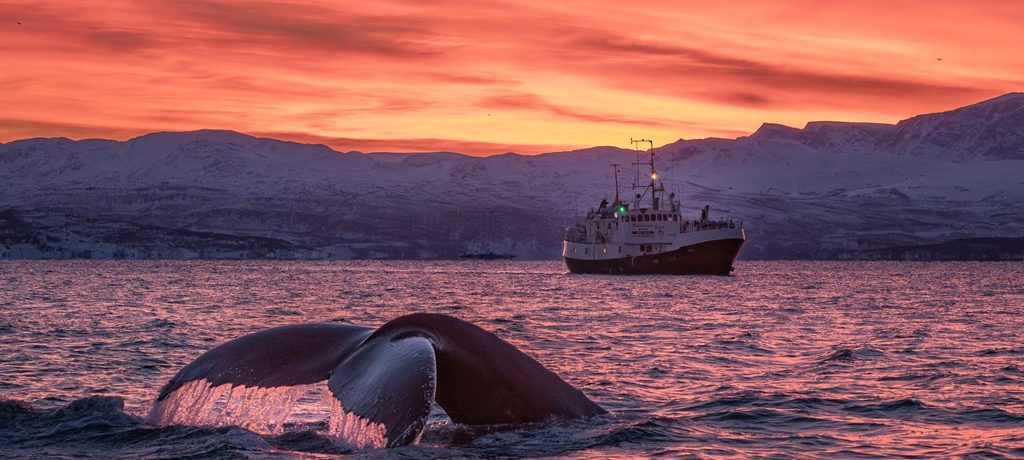 Stromsholmen, Noorwegen Orka expeditie