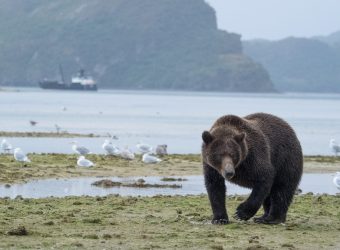 grizzly beren van kodiak tot katmai