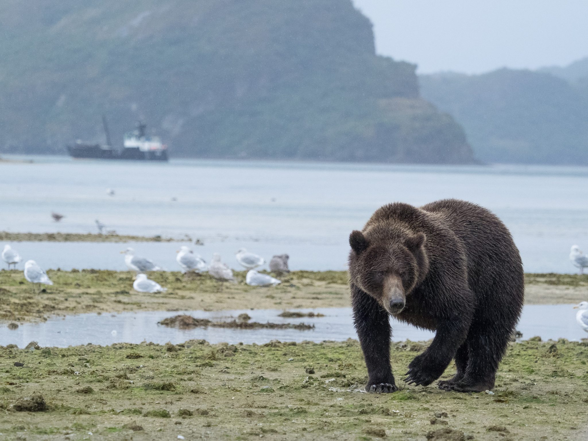 grizzly beren van kodiak tot katmai