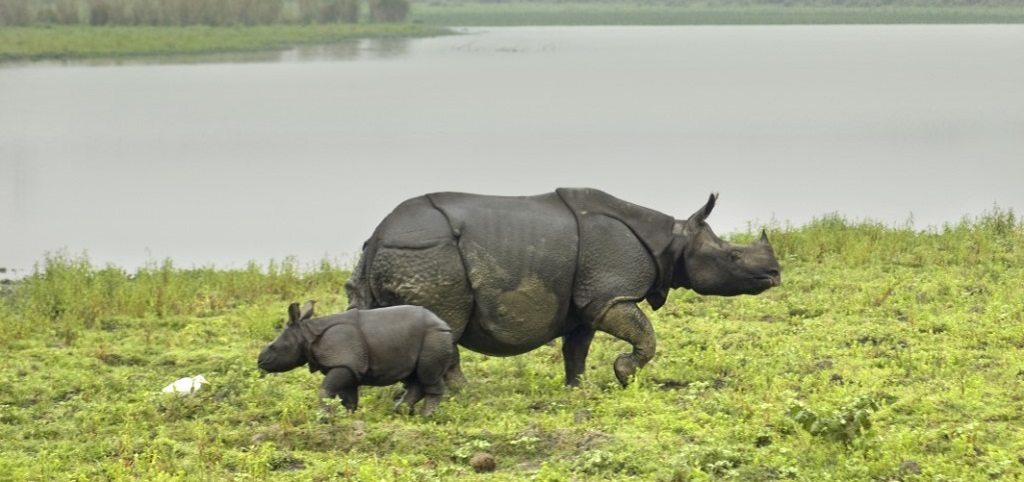 Dudhwa National Park, India