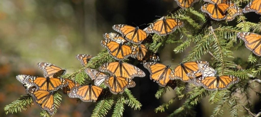 El Rosario Butterfly Sanctuary - Mike Bruscia