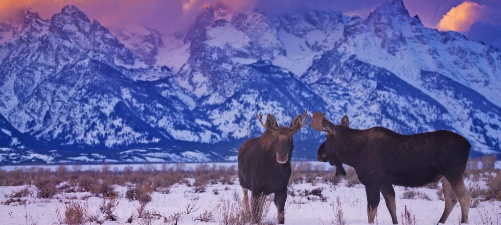 Elanden Grand Teton