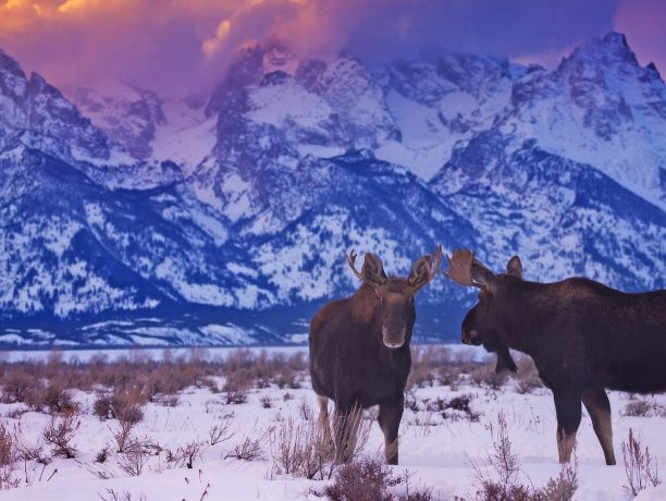 Elanden Grand Teton