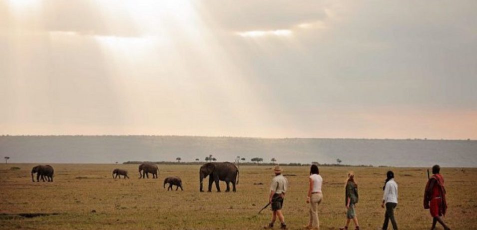 Elephant Pepper Camp