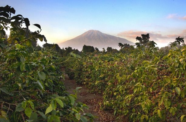 Koffie tour