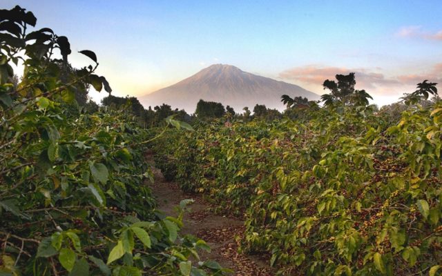 Koffie tour, Mount Meru, Arusha National Park