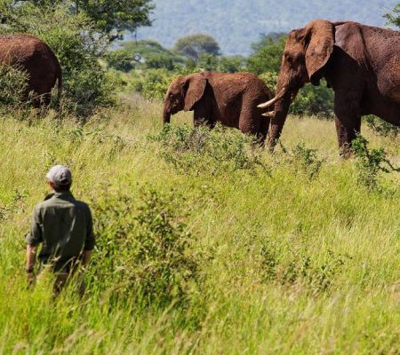 Tarangire Treetops wandelsafari