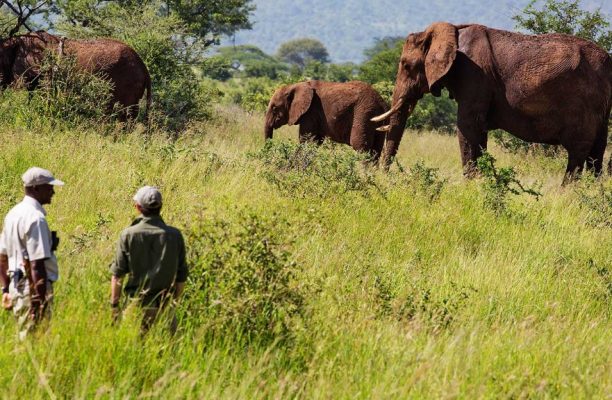 Tarangire Treetops wandelsafari