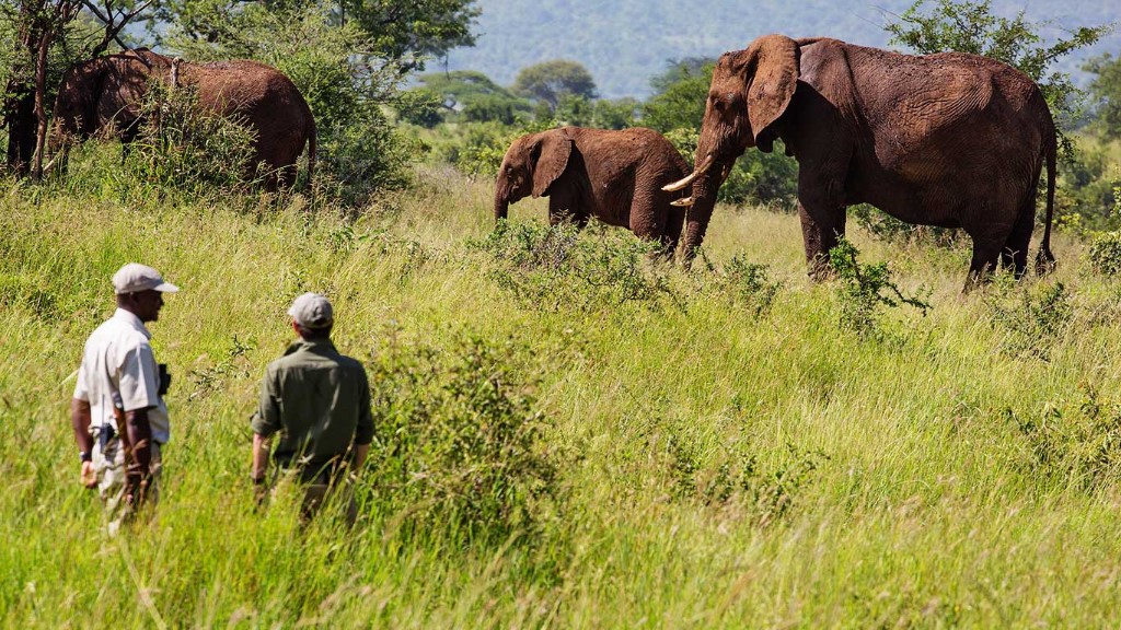 Tarangire Treetops wandelsafari