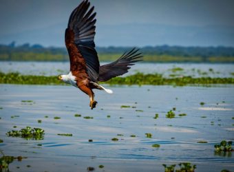 Vogels spotten