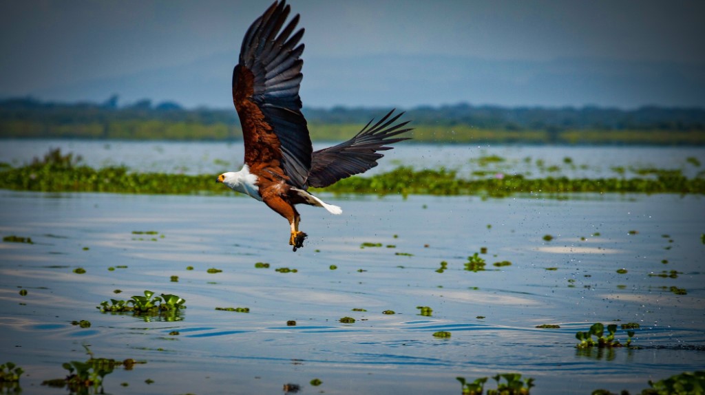 Vogels spotten